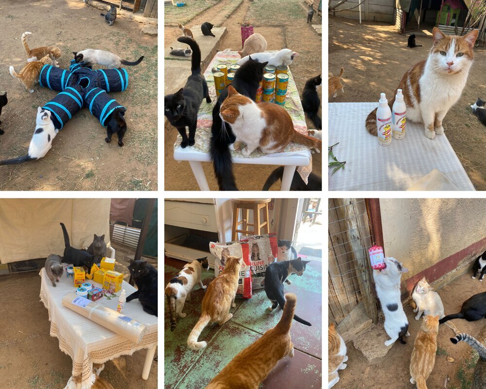 The Cat House